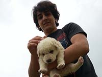 abruzzese mastiff puppy